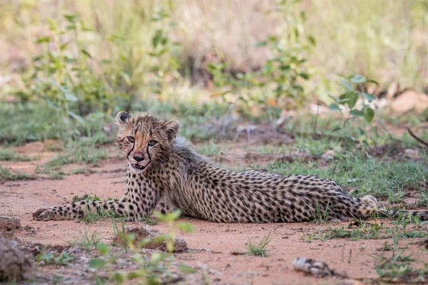 Νέοι Cheetah cub ωοτοκίας στην άμμο. — Φωτογραφία Αρχείου