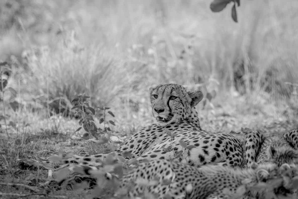 Μητέρα Cheetah τοποθέτηση στο γρασίδι. — Φωτογραφία Αρχείου