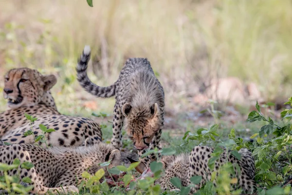 Madre Cheetah e cuccioli che si nutrono di un Impala . — Foto Stock