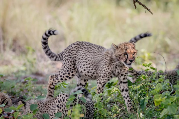 Ung Cheetah cub promenader i gräset. — Stockfoto