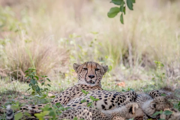 Cheetah matka i młode żywią się Impala. — Zdjęcie stockowe
