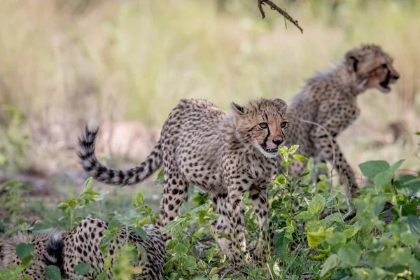 Jonge Cheetah cub wandelen in het gras. — Stockfoto