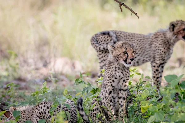 Otların arasında oturan genç çita yavrusu. — Stok fotoğraf