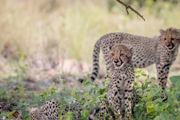 Cheetah młodych cub siedzi w trawie. — Zdjęcie stockowe