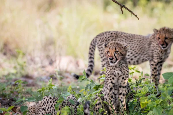 Jeune ourson guépard assis dans l'herbe . — Photo