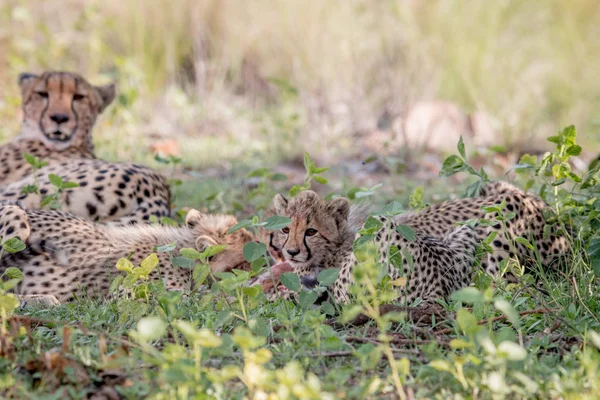 Mãe Cheetah e filhotes alimentando-se de um Impala . — Fotografia de Stock