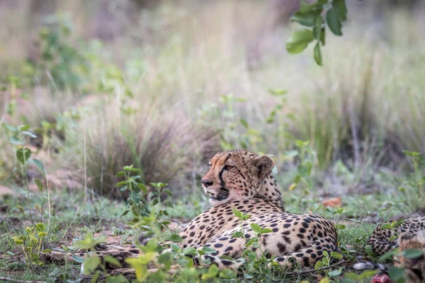 Mãe Cheetah deitado na grama . — Fotografia de Stock
