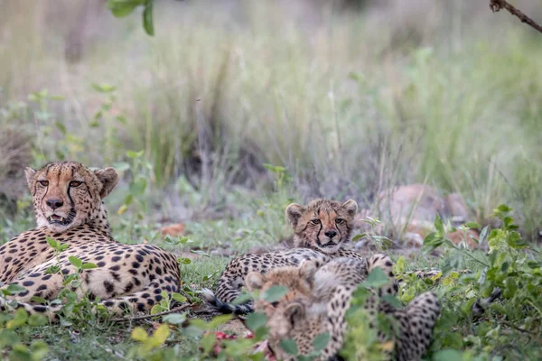 Moeder Cheetah en welpen voeden met een Impala. — Stockfoto