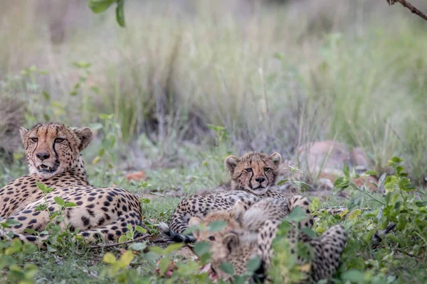 Matka gepard a mláďata krmení na Impala. — Stock fotografie