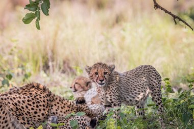 Genç çita yavrusu ayakta çim.