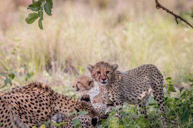 Genç çita yavrusu ayakta çim.
