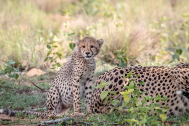 Otların arasında oturan bebek çita yavrusu.