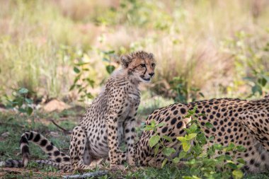 Otların arasında oturan bebek çita yavrusu.