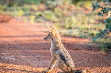 Yolda oturan genç kara sırtlı çakal.