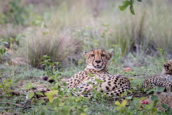 Madre Cheetah sdraiata sull'erba . — Foto Stock