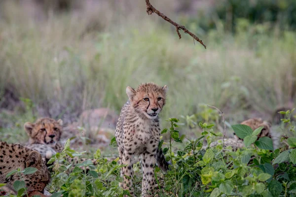 Молодой детеныш гепарда идет к камере . — стоковое фото