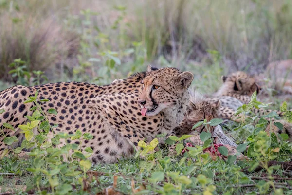 Madre Cheetah con cachorros alimentándose de un Impala . — Foto de Stock