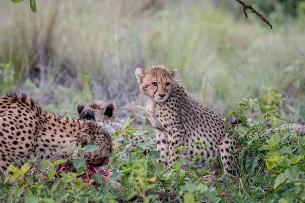 Cheetah Madre con cuccioli che si nutrono di un'Impala . — Foto Stock