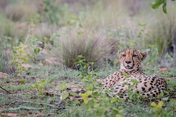 Matka gepard, kterým se v trávě. — Stock fotografie