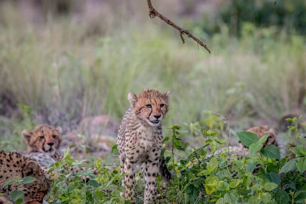 Kameranın doğru yürüyen genç çita yavrusu. — Stok fotoğraf