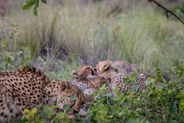 Mãe Cheetah com filhotes alimentando-se de um Impala . — Fotografia de Stock