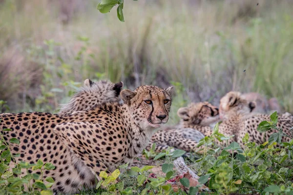 Mama gepardzica z cubs karmienia na Impala. — Zdjęcie stockowe