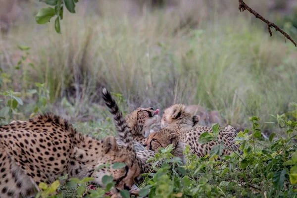 Mãe Cheetah com filhotes alimentando-se de um Impala . — Fotografia de Stock