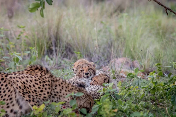 Mama gepardzica z cubs karmienia na Impala. — Zdjęcie stockowe