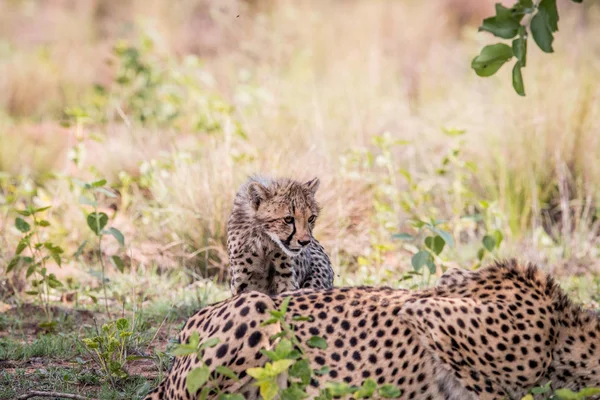 Jonge Cheetah cub staande in het gras. — Stockfoto