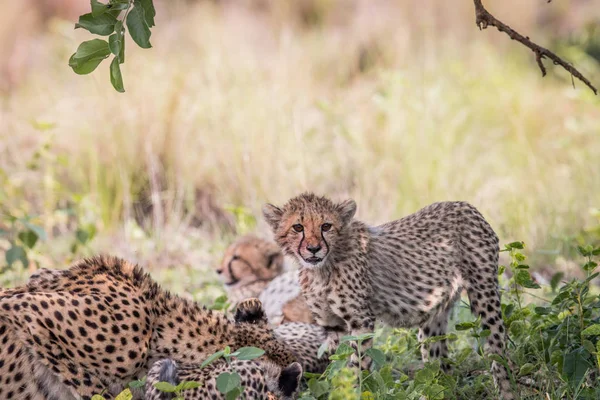 Gepard mladá mládě stojící v trávě. — Stock fotografie