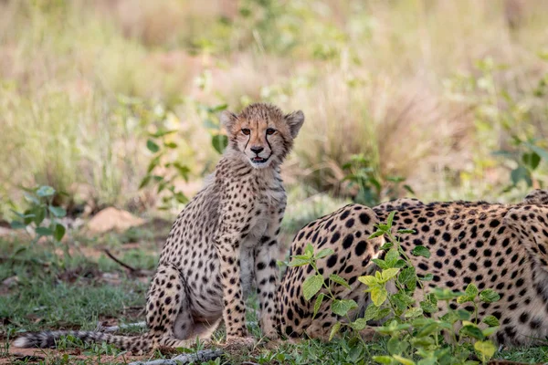 Bambino cucciolo di ghepardo seduto nell'erba . — Foto Stock