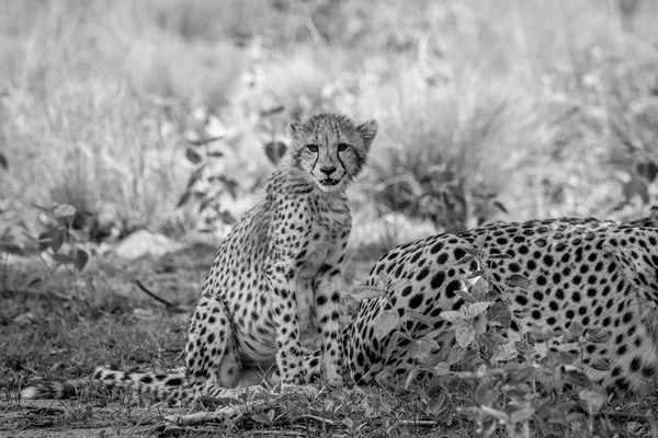 Cub Cheetah dziecko siedzi w trawie. — Zdjęcie stockowe