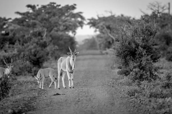 Eland stojící v cestě v Welgevonden. — Stock fotografie