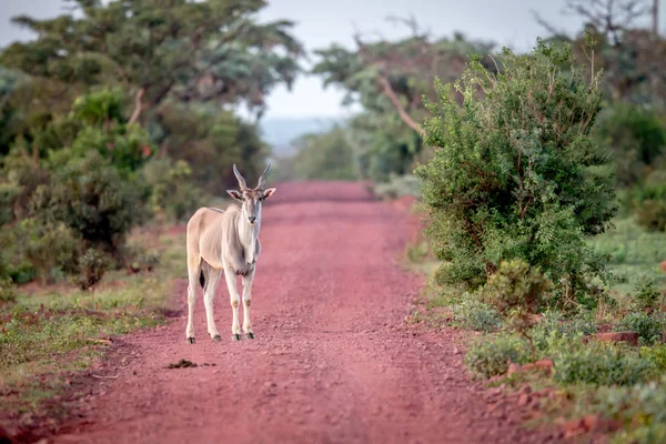 Eland de pé na estrada em Welgevonden . — Fotografia de Stock