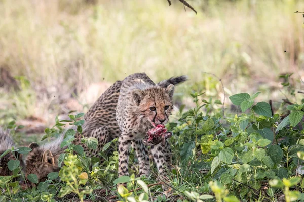 Mládě geparda s hlavou Impala jehněčí. — Stock fotografie