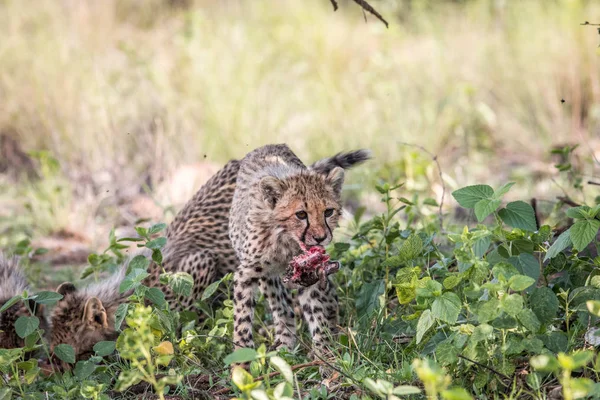 Çita yavrusu bir Impala kuzu başkanı ile. — Stok fotoğraf