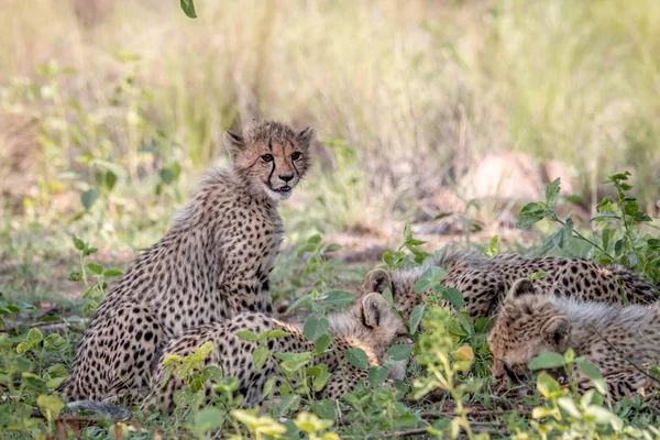 Mládě geparda dítě sedící v trávě. — Stock fotografie