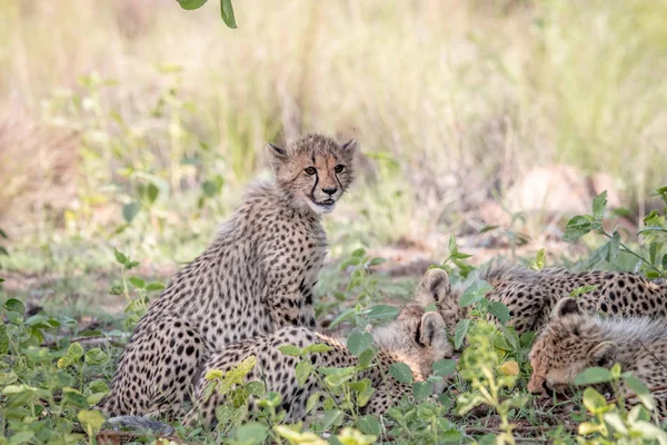 Otların arasında oturan bebek çita yavrusu. — Stok fotoğraf