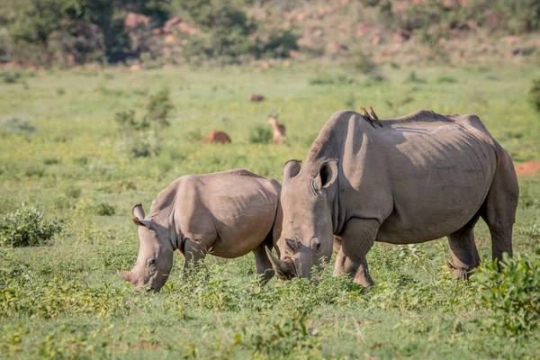 Mother and White rhino calf grazing.