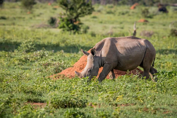 Mãe e bezerro rinoceronte branco pastando . — Fotografia de Stock