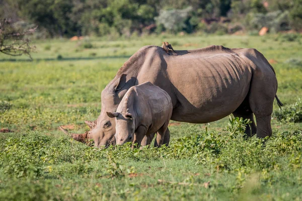 Otlayan annesi ve beyaz rhino buzağı. — Stok fotoğraf
