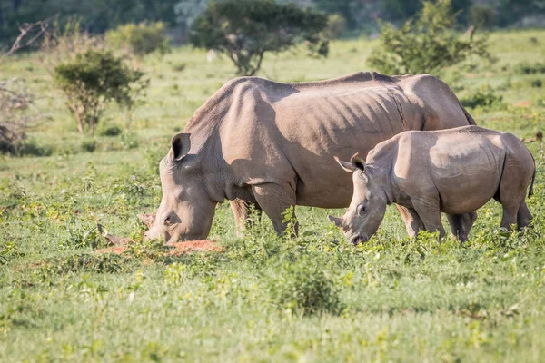 Otlayan annesi beyaz rhino ve genç buzağı. — Stok fotoğraf
