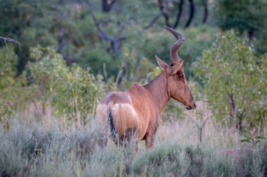 Kırmızı hartebeest duran yüksek çim.
