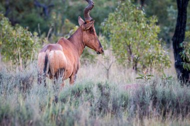 Kırmızı hartebeest duran yüksek çim.