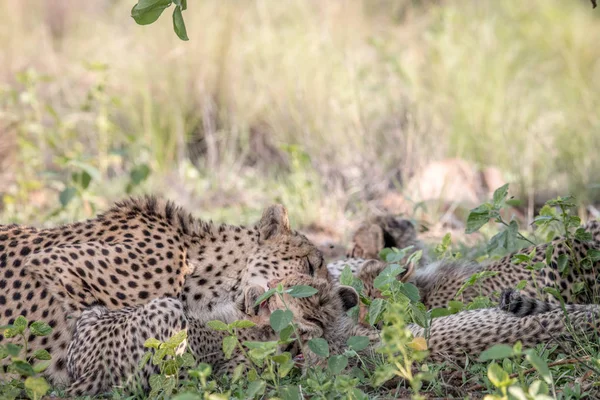 Mãe Cheetah e filhotes alimentando-se de um Impala . — Fotografia de Stock