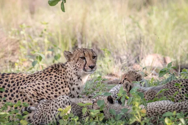 Moeder Cheetah en welpen voeden met een Impala. — Stockfoto