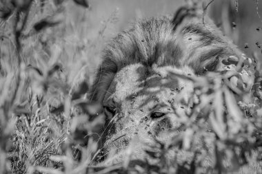 Yolun ortasında döşeme büyük erkek aslan.