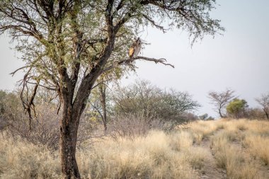 Verreaux'ın kartal-baykuş bir ağaçta oturuyor.