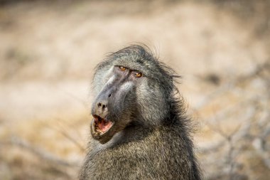 Chacma maymun Kruger esneme.