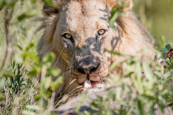 Grande macho león tendido en el camino . — Foto de Stock